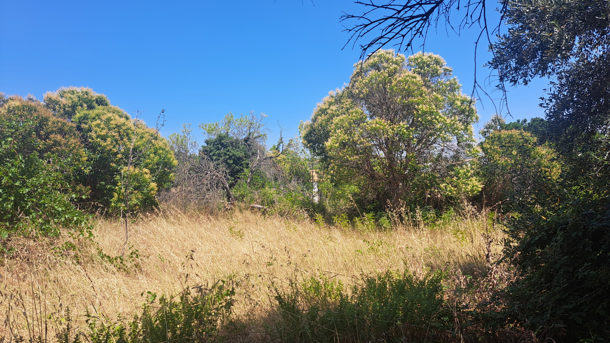 À VENDRE   MURVIEL-LÈS-BÉZIERS – TERRAIN À BÂTIR DE 1 210 M2